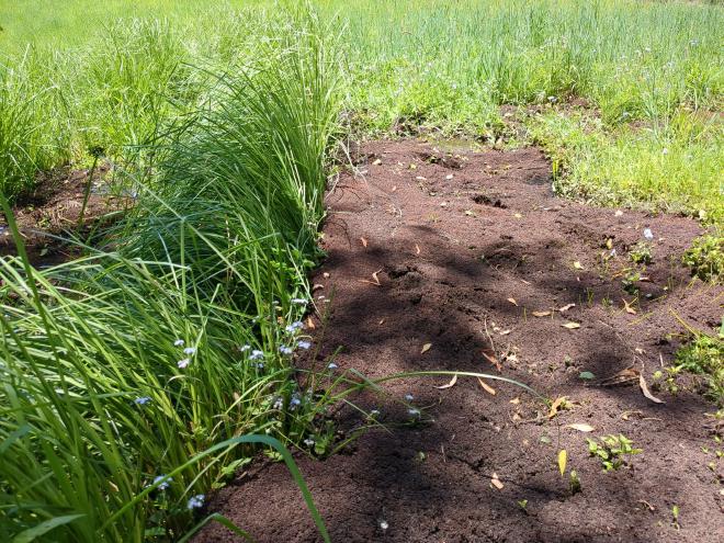 Vetiver hedge with water fern backed up behind it