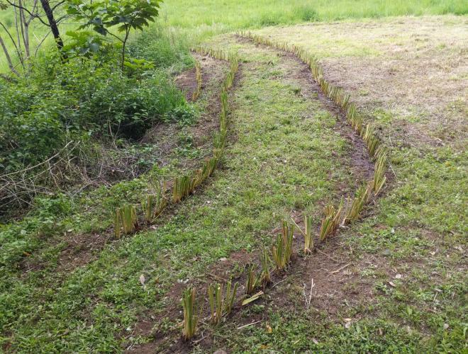 New Vetiver hedge on a spillway