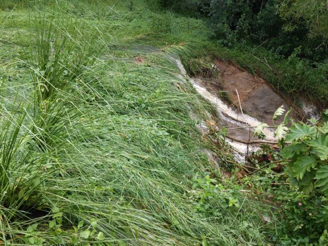 New Vetiver hedge on a spillway flattened by water flow