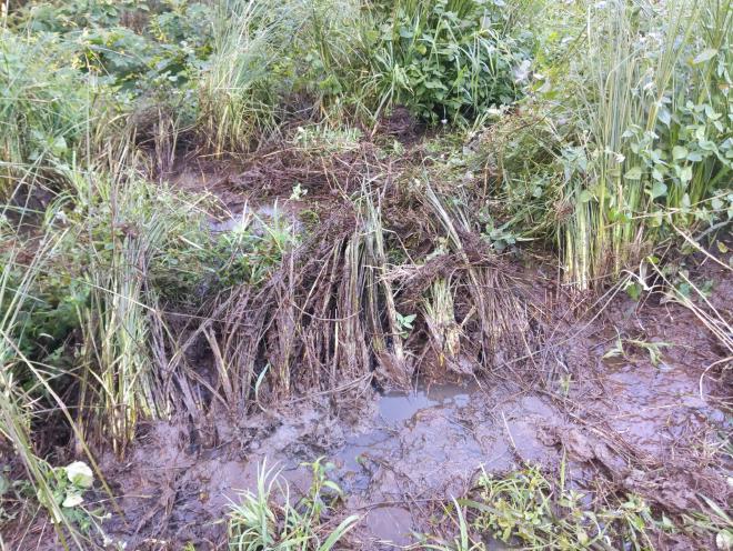 New Vetiver hedge covered with mud