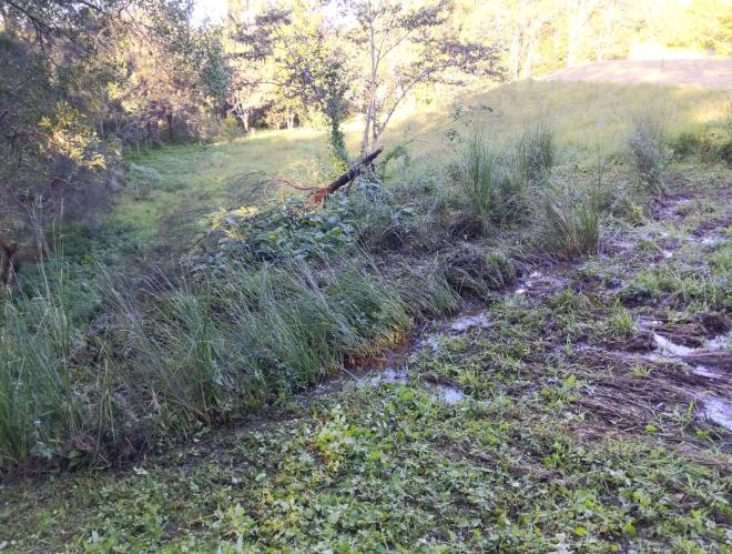 New Vetiver hedge on a spillway flattened by water flow