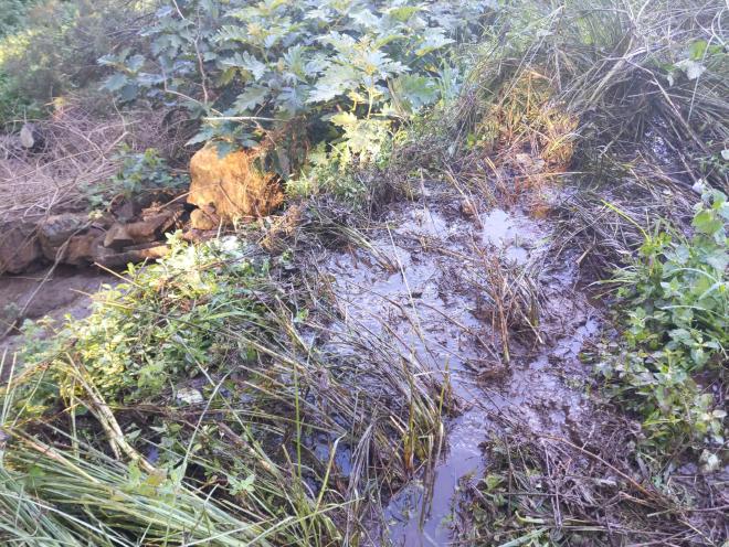 New Vetiver hedge covered with mud