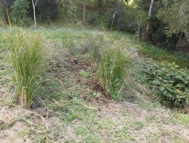 Vetiver hedge in process of being pruned