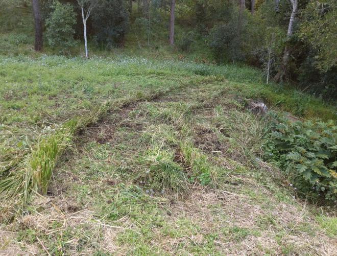 Vetiver hedge after pruning