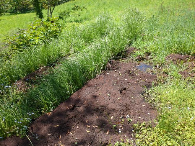 Vetiver hedge with water fern backed up behind it