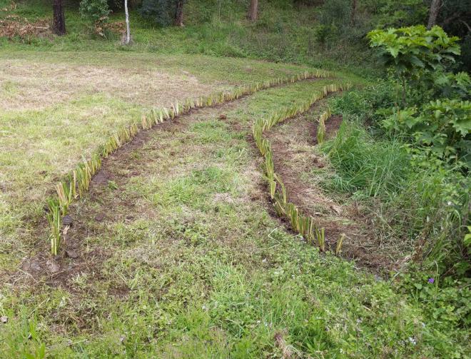 New Vetiver hedge on a spillway