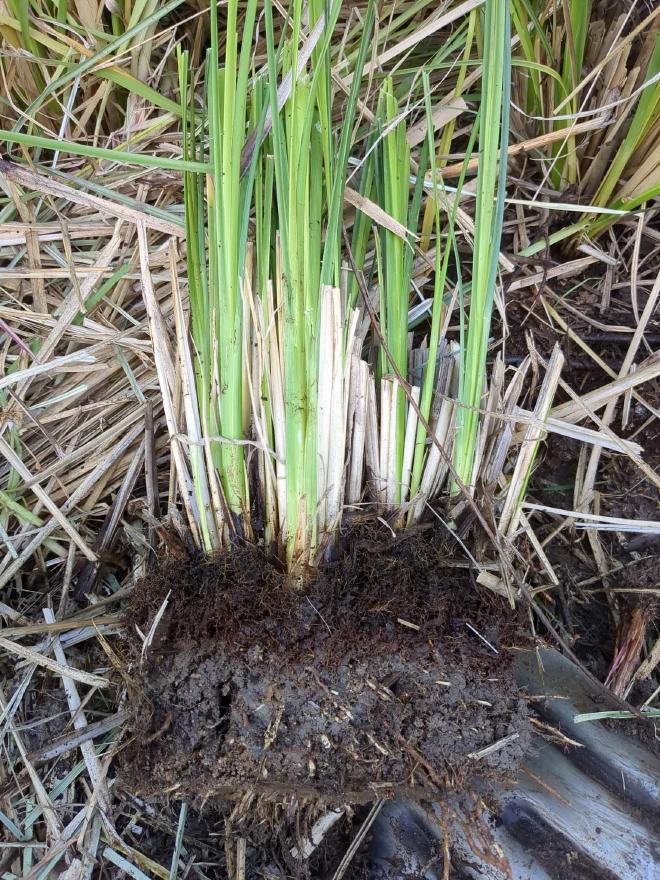 Dark organic matter built on top of soil