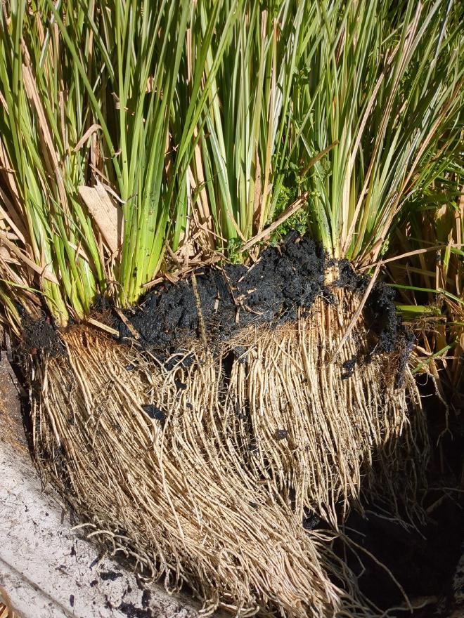 White thick vetiver roots exposed