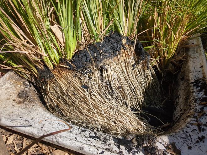 White thick vetiver roots exposed out of greywater tub