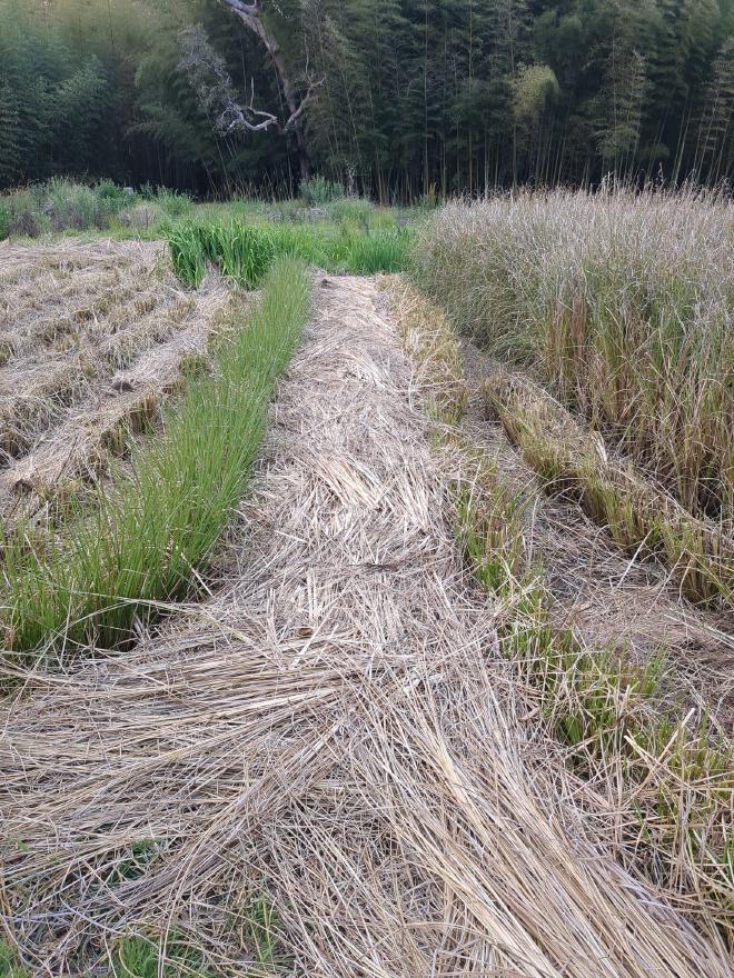 Mulch covering grass paddy dividing track