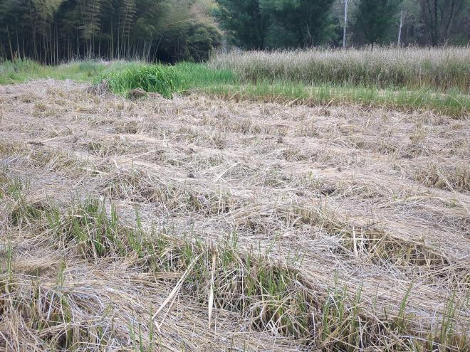 Cutting Vetiver Grass in paddy