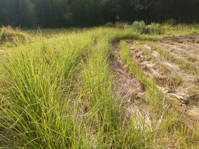 Vetiver Grass new growth