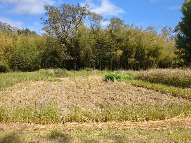 Cutting Vetiver Grass in paddy