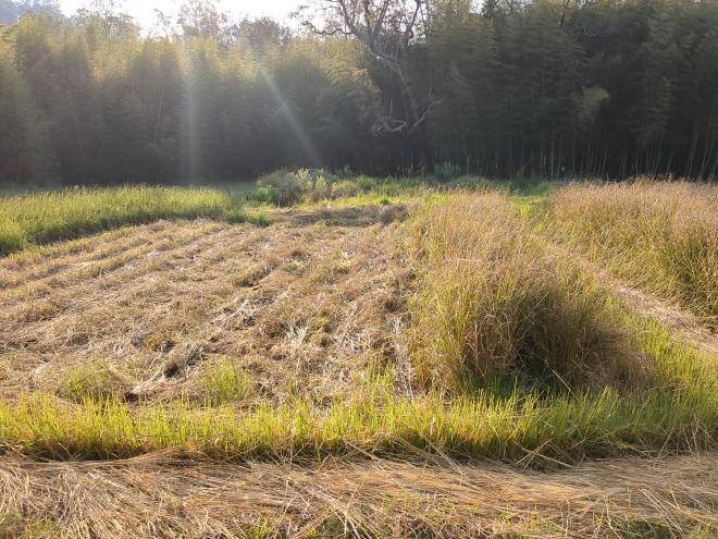 Cutting Vetiver Grass in paddy