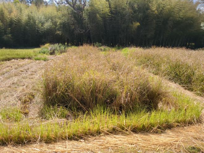 Cutting Vetiver Grass in paddy