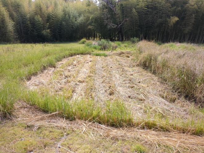 Cutting Vetiver Grass in paddy