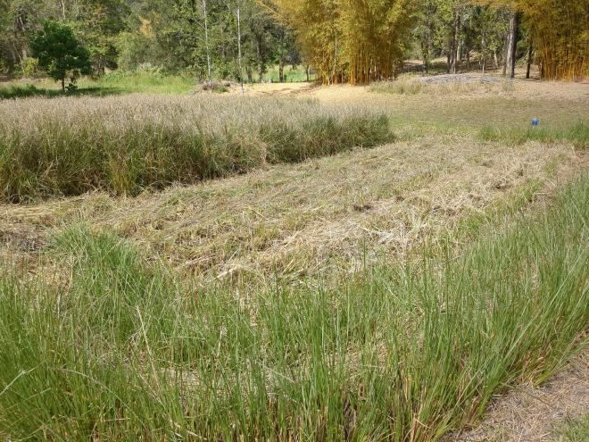 Cutting Vetiver Grass in paddy