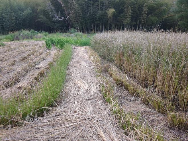 Mulch covering grass paddy dividing track