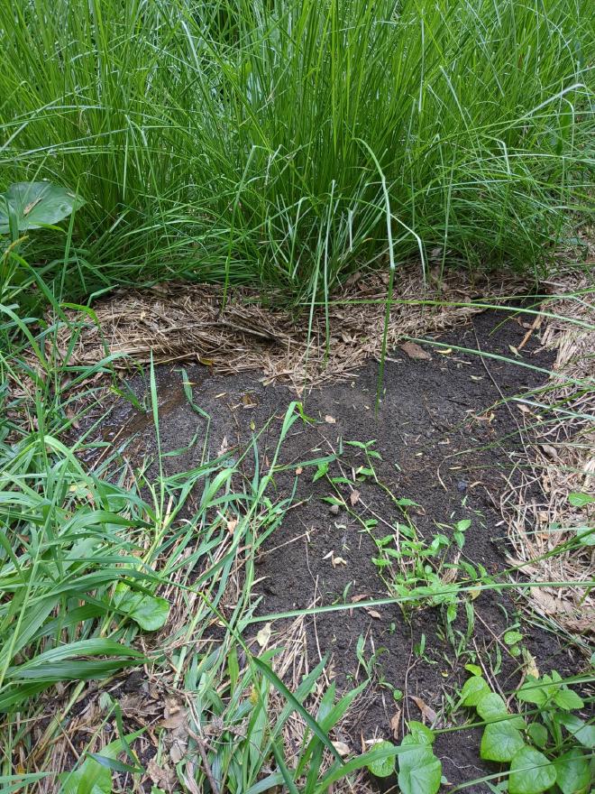 Debris washed and caught in Vetiver hedge