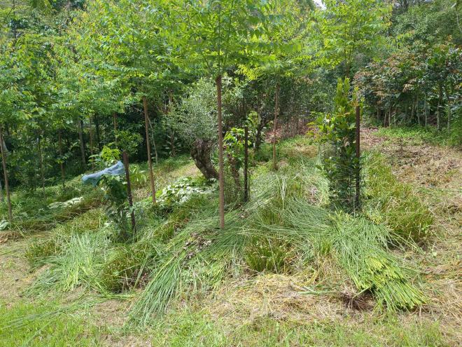 Vetiver mulch rows