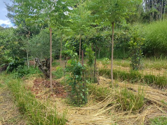 Vetiver mulch rows