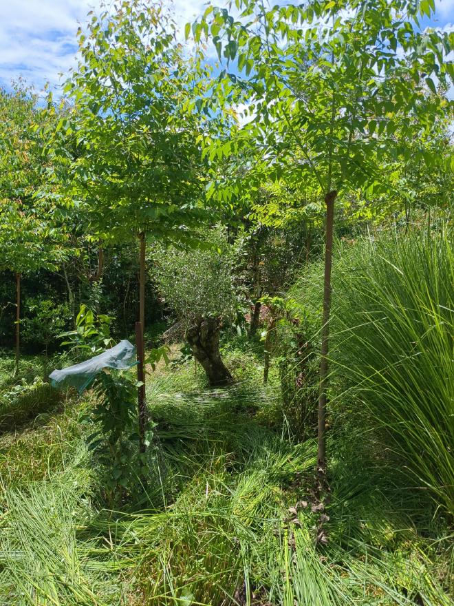 Vetiver mulch rows