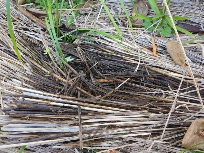 Vetiver mulch holding moisture