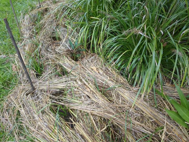 Newly planted plants in Vetiver mulch