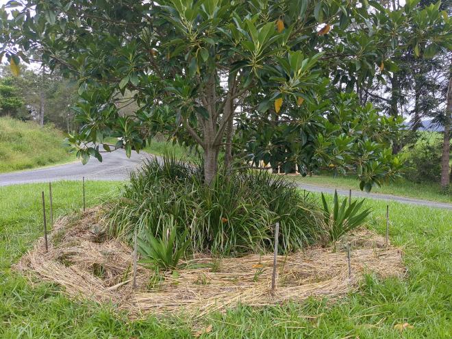 Mulching Ficus tree with Vetiver