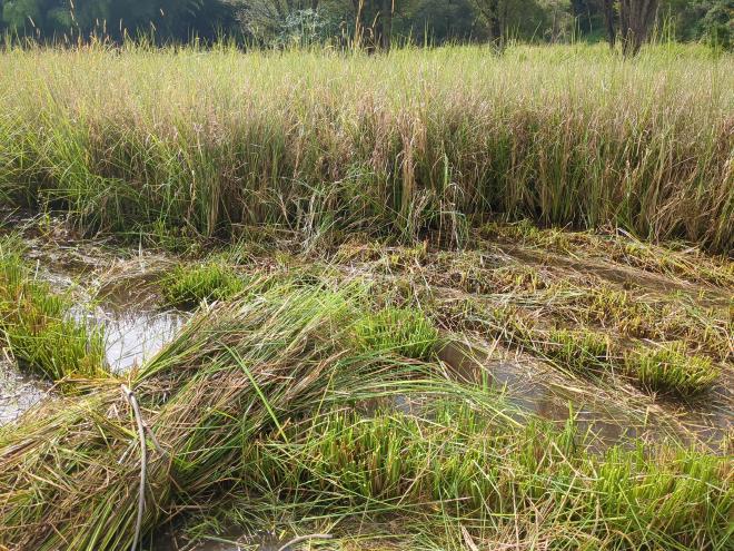 Cutting Vetiver Grass for mulch from paddy