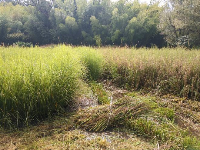 Cutting Vetiver Grass for mulch from paddy