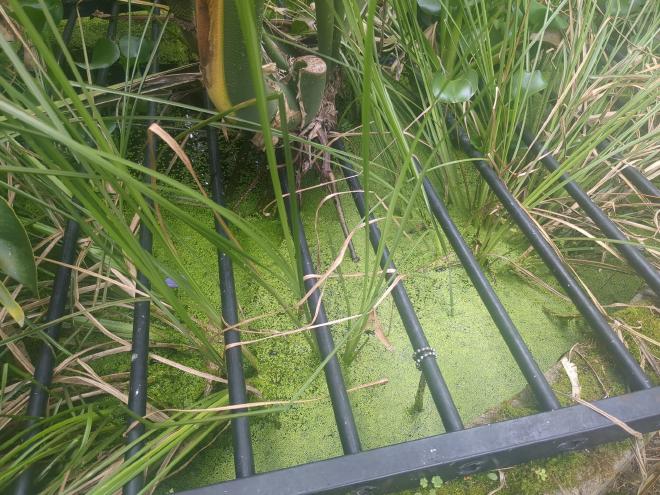 Vetiver visible in water sticking out from duckweed