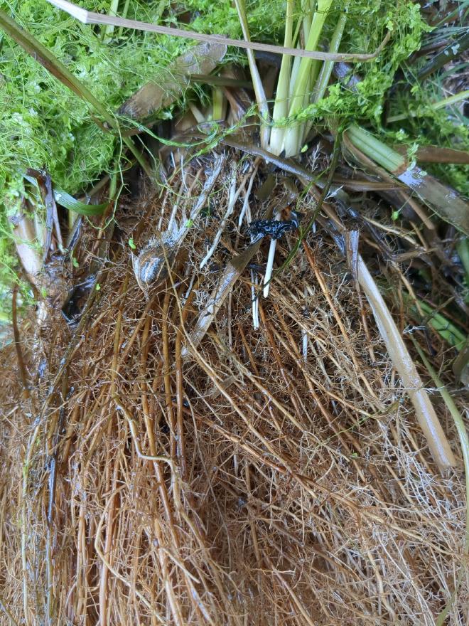 Close up of old and new roots