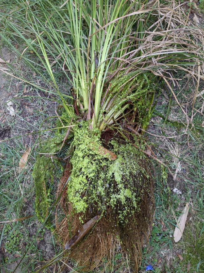 Vetiver on ground with roots with duckweed on top