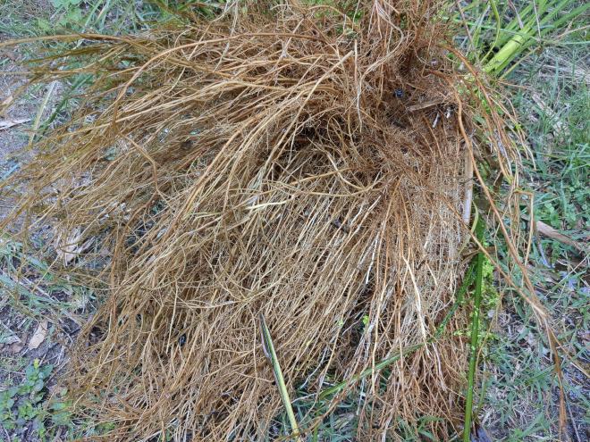 Long Vetiver roots when plant is on ground