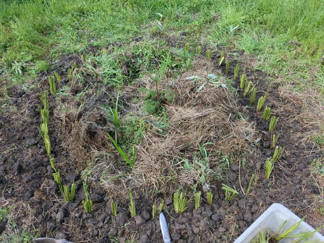 Mixed planting ringed with Vetiver slips