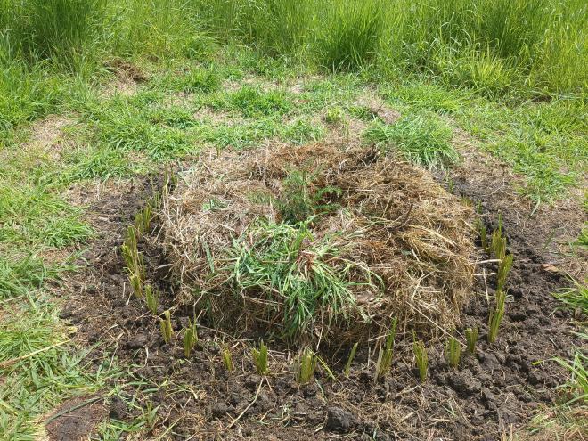 Mulch circles with Vetiver rings