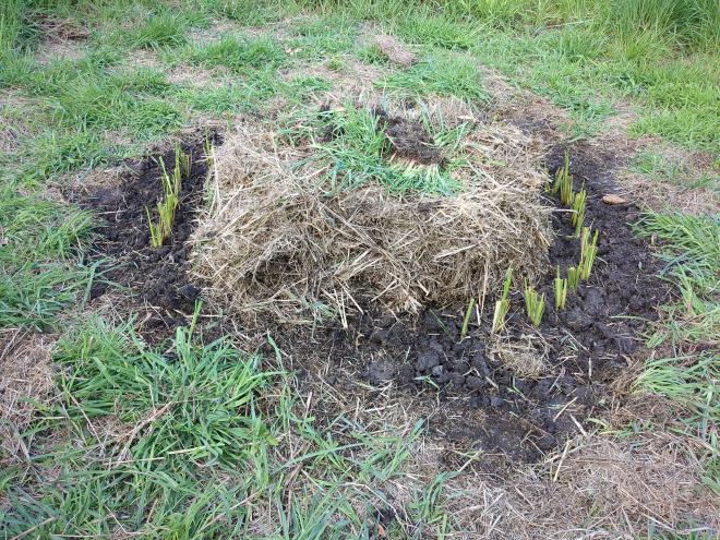 Mulch circles with Vetiver rings