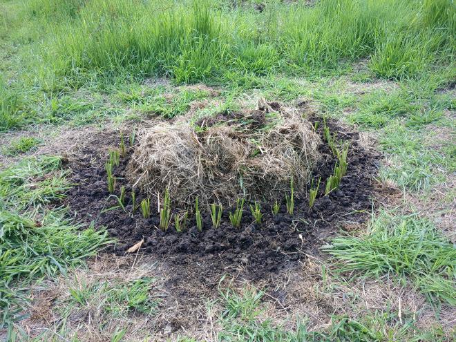 Mulch circles with Vetiver rings