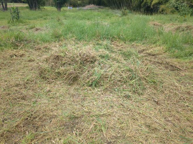 Grass brushcut into a circular mound