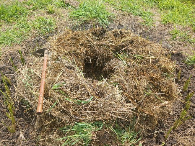 Chipping away any surviving grass and preparing planting hole